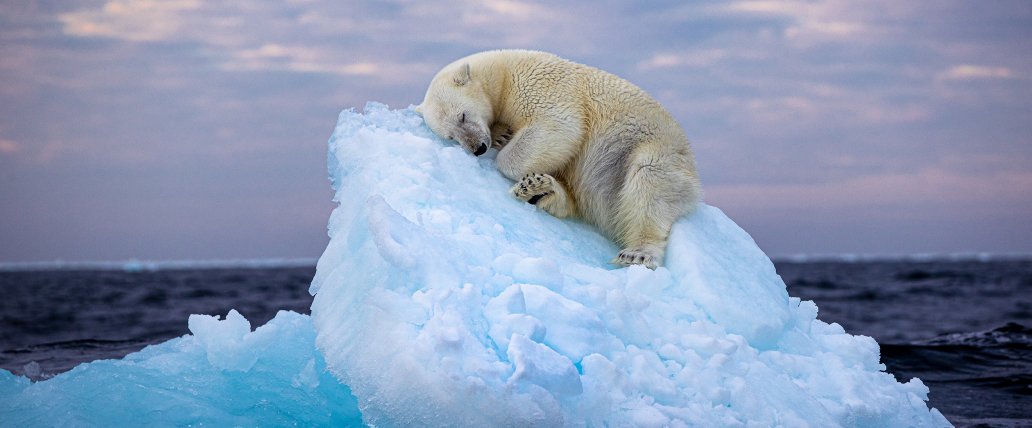 A young polar bear resting on a carved bed of ice in Norway's Svalbard archipelago, captured just before midnight with ethereal light.